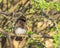 African Red-Eyed Bulbul