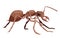 African red giant insect ant