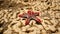 African Red-knobbed Starfish Protoreaster linckii