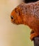 African Red-legged Squirrel