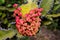 African red plant small seeds and fruits