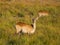 African reed buck antelope calmly grazing in high reed grass in swampy area of Moremi NP, Botswana, Africa