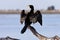 African Reed Cormorant - Botswana