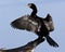 African Reed Cormorant - Botswana