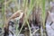 African Reed Warbler