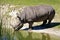 African Rhino Drinking