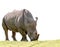 African rhino eating green grass isolated white background