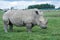 African rhino on a grass field