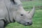 African rhino on a grass field