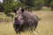 African Rhino walking across road