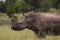 African Rhino walking across road