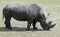 African rhinoceros 10