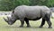 African rhinoceros 12