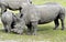 African rhinoceros 14