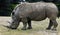 African rhinoceros 18