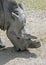 African rhinoceros 6