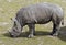 African rhinoceros 7