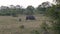 African Rhinoceros With Cub Grazing In Meadows Of Pasture During Rainy Season