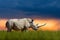 African rhinoceros in the grass during sunset in the savannah