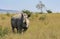 An African rhinoceros runs through the tall grass of the savannah expanses