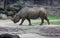 African Rhinoceros walking