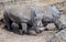 African rhinoceroses 1