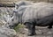 African rhinoceroses 3