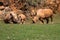 African rhinoceroses (Diceros bicornis minor) on the Masai Mara