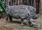 African rhinoceroses eating hay 4