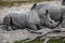 African rhinoceroses on the sand 2