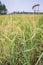 African Rice Oryza glaberrima  plants growing in an agricultural field with people harvesting the crop, Uganda