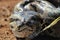 African Rock Python