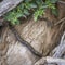 African rock python in Kruger National park, South Africa