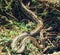 African rock python Python sebae