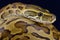 African rock python (Python sebae)