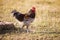 African rooster and dry background