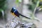 African Royal Starling Bird