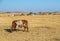 African rural lifestyle image with Nguni cow and small village