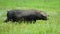 African Rwandan black pigs in a valley walking in green glass