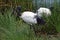 African sacred ibis