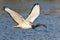 African Sacred Ibis