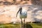 African Sacred Ibis Bird