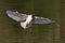 African Sacred Ibis landing