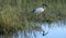 African Sacred ibis with long curved bill, wading bird, photographed in Knysna lagoon, Garden Route, South Africa.