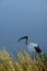 African Sacred ibis with long curved bill, wading bird, photographed in Knysna lagoon, Garden Route, South Africa.