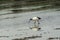 African sacred ibis in a rice field