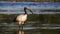 African sacred ibis Threskiornis aethiopicus, Crema, Italy