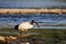 African sacred ibis Threskiornis aethiopicus, Crema, Italy