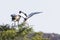 African Sacred Ibis, Threskiornis aethiopicus, feeding juvenile