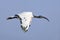 African Sacred Ibis (Threskiornis aethiopicus) in Flight